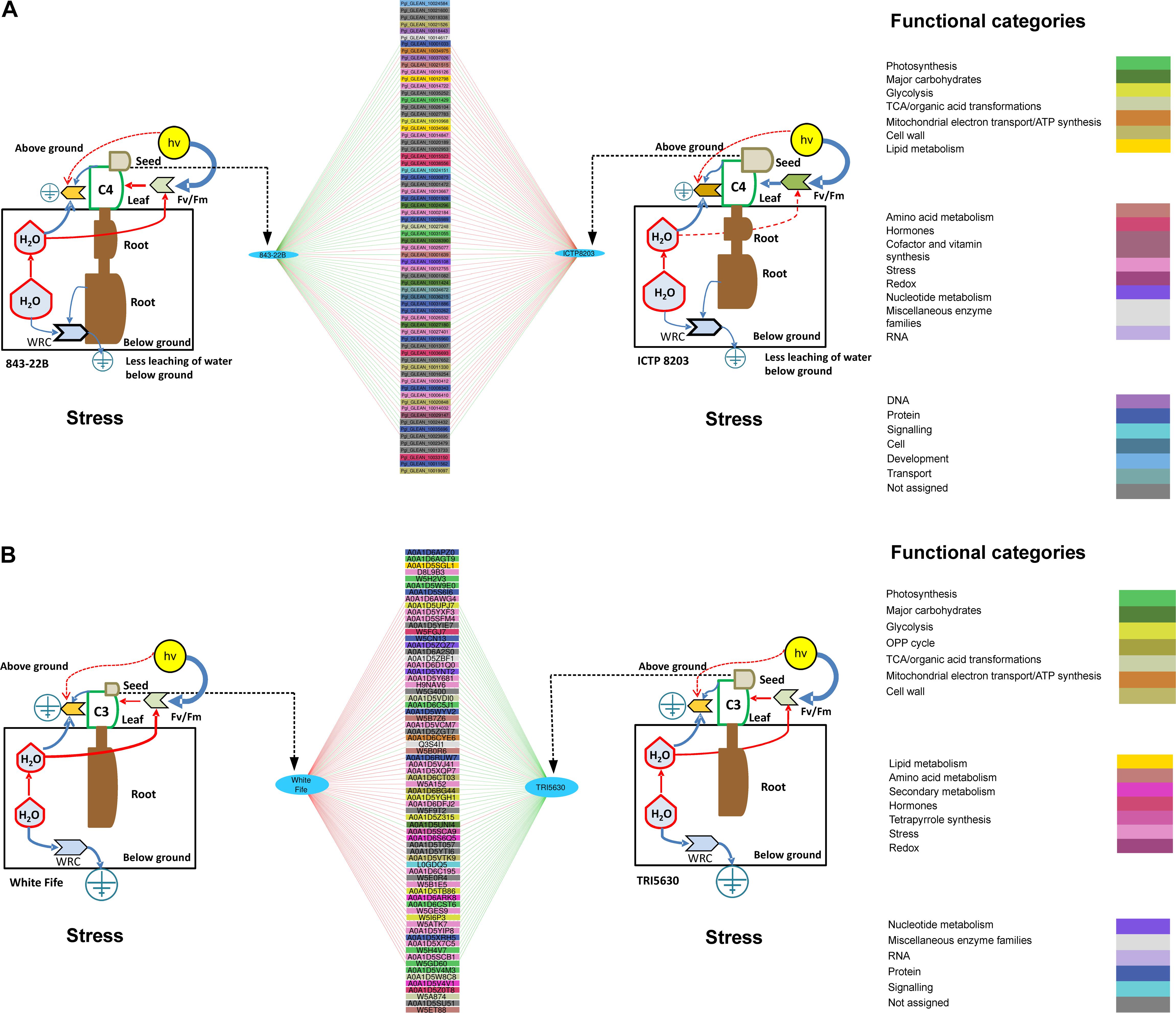 Frontiers Physiological and Proteomic Signatures Reveal Mechanisms of