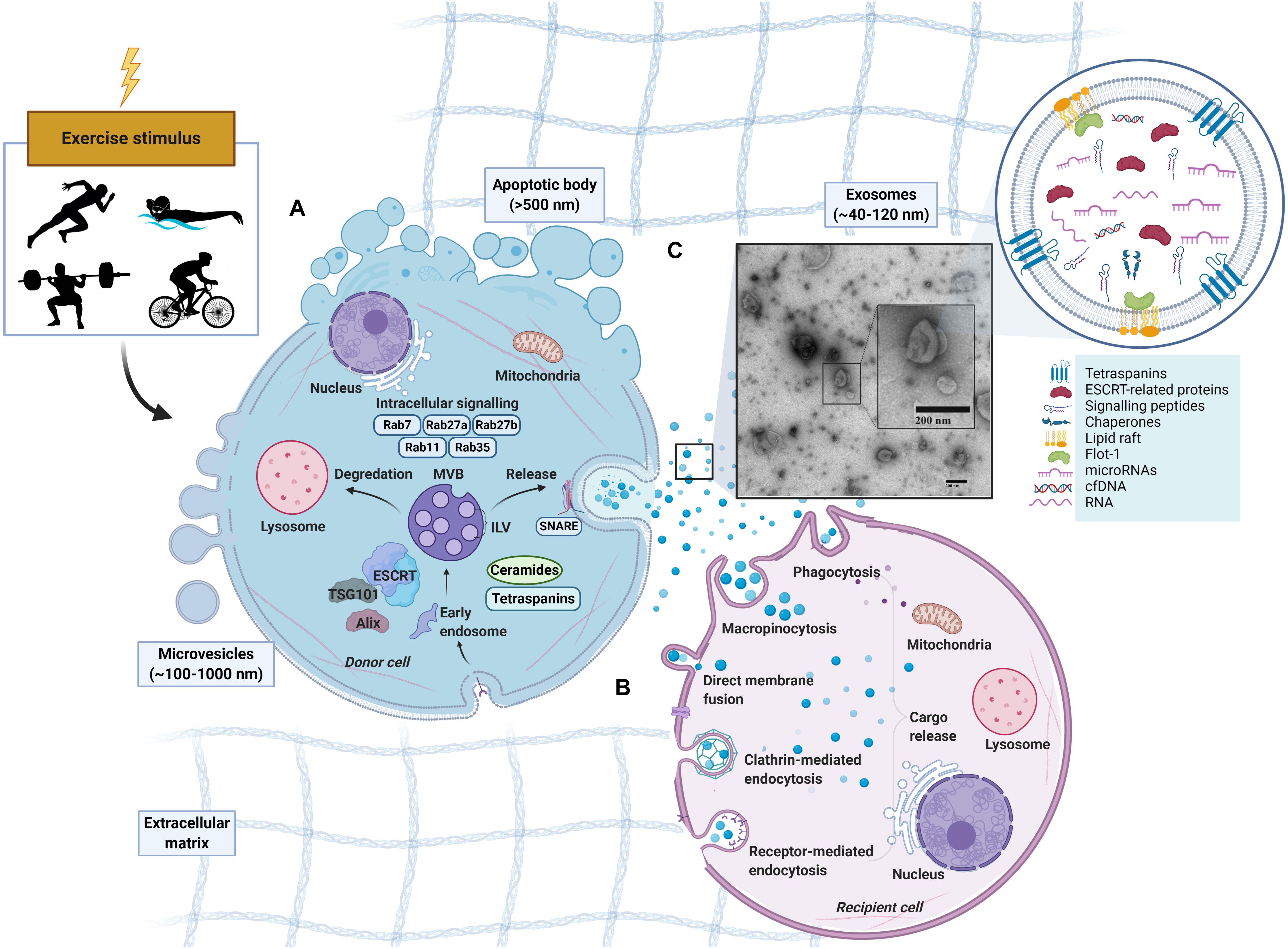 wahl mv 2023 Frontiers | Extracellular Vesicles And Exosomes: Insights From Exercise Science