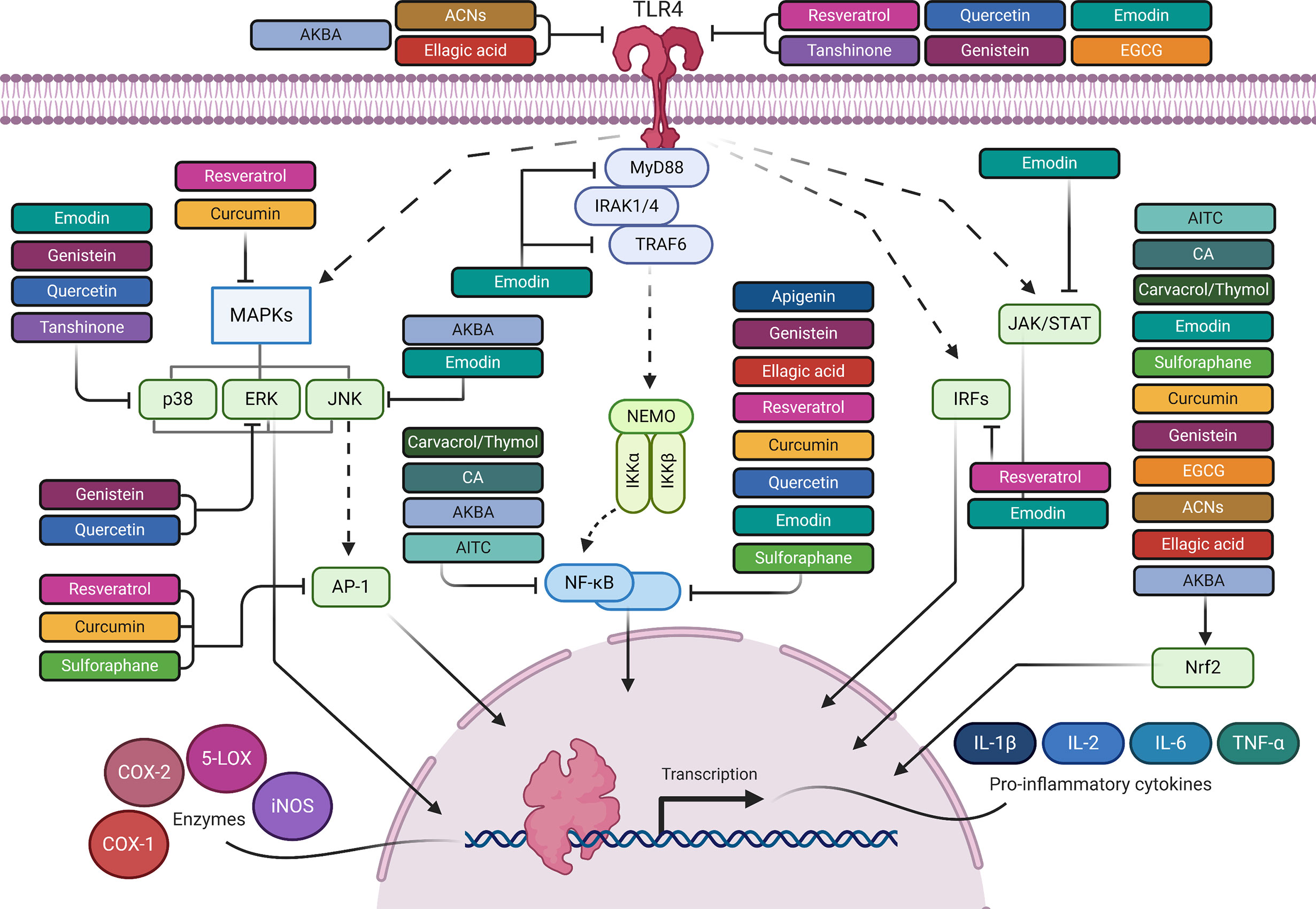 Anti Inflammatory Concept Map Frontiers The AntiInflammatory Properties of Phytochemicals and