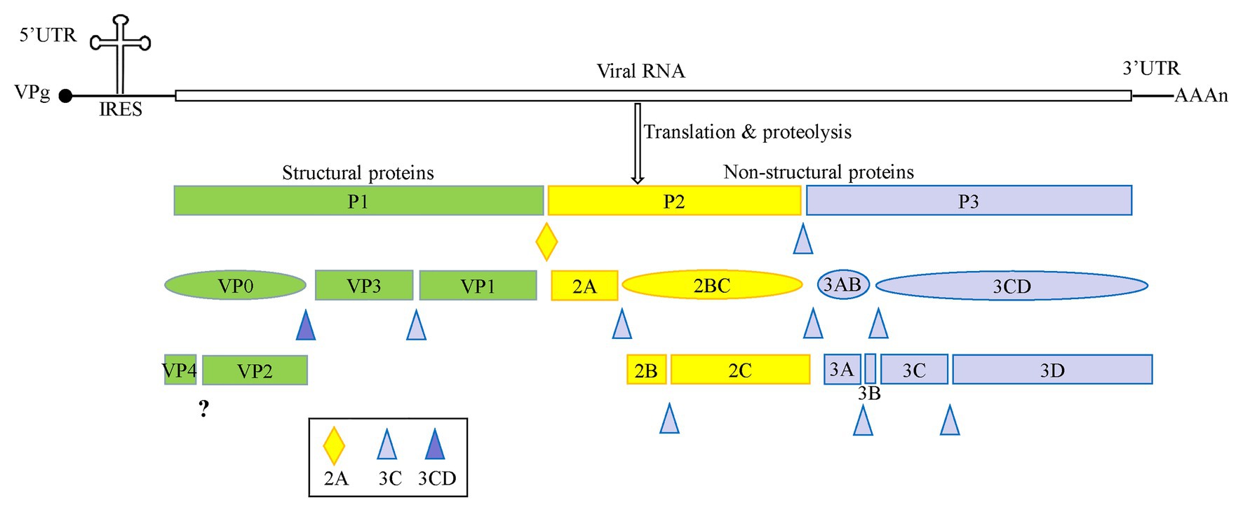 Frontiers The Structure, Function, and Mechanisms of Action of