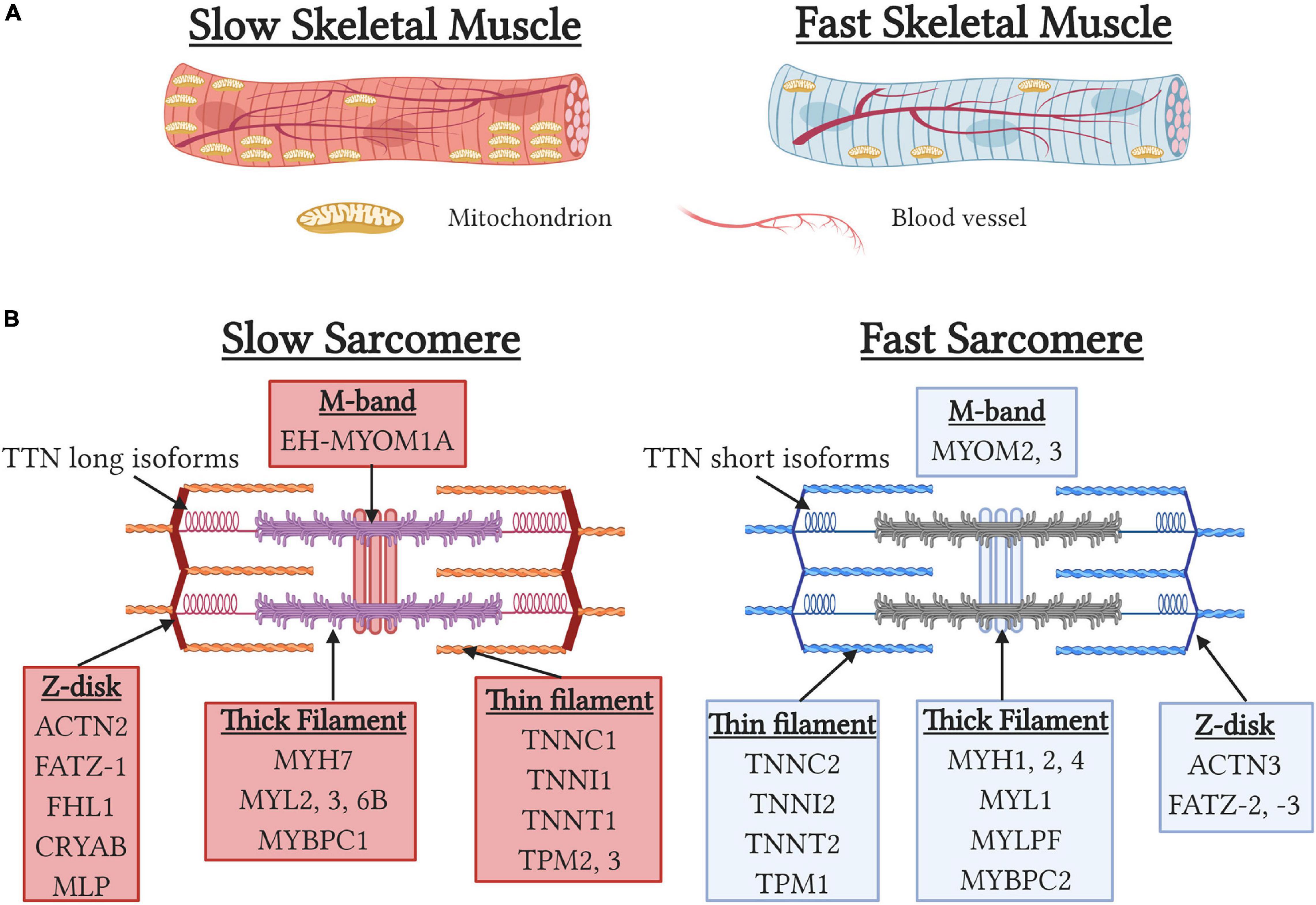 Frontiers TissueEngineered Skeletal Muscle Models to Study Muscle
