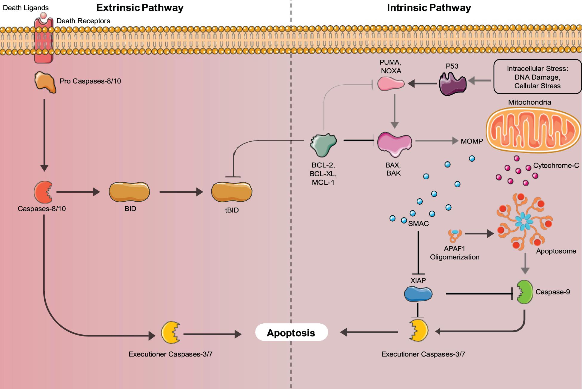 Frontiers Senescence and Apoptosis Architects of Mammalian