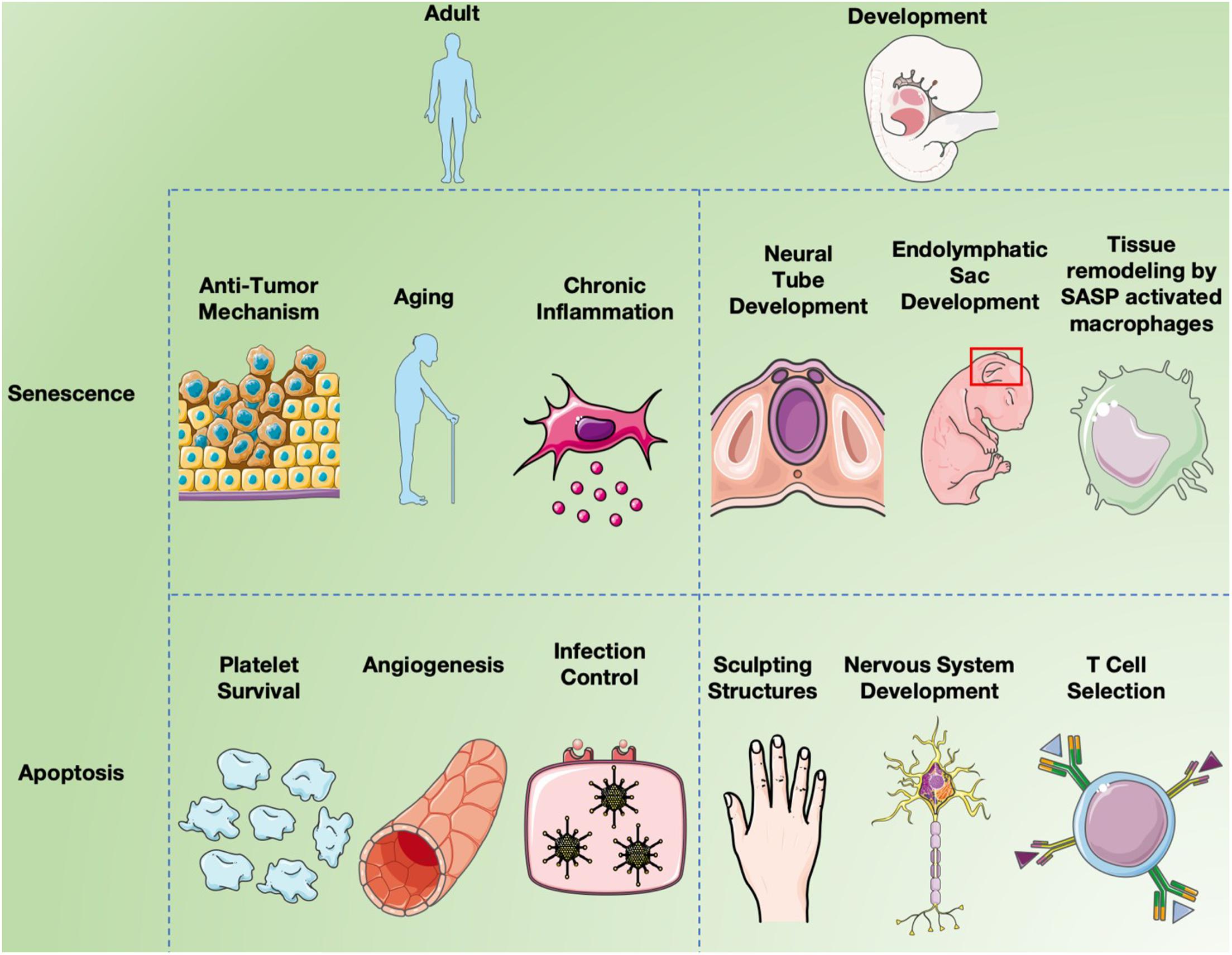 Frontiers Senescence and Apoptosis Architects of Mammalian