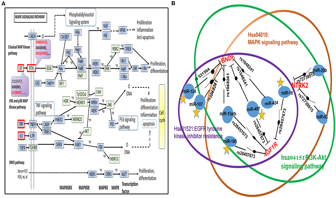 Frontiers Network and PathwayBased Integrated Analysis Identified a