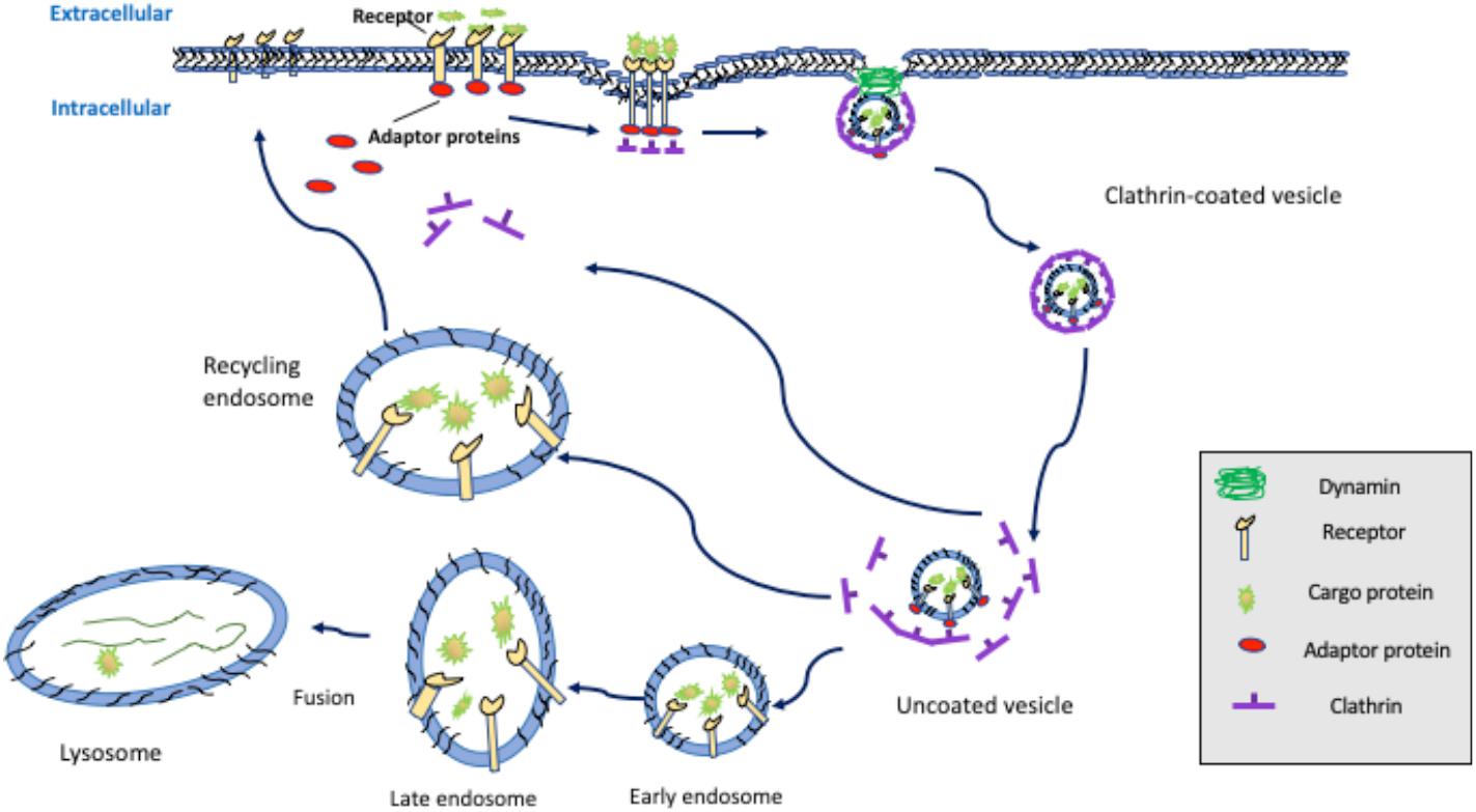Frontiers Endocytic Adaptors in Cardiovascular Disease Cell and