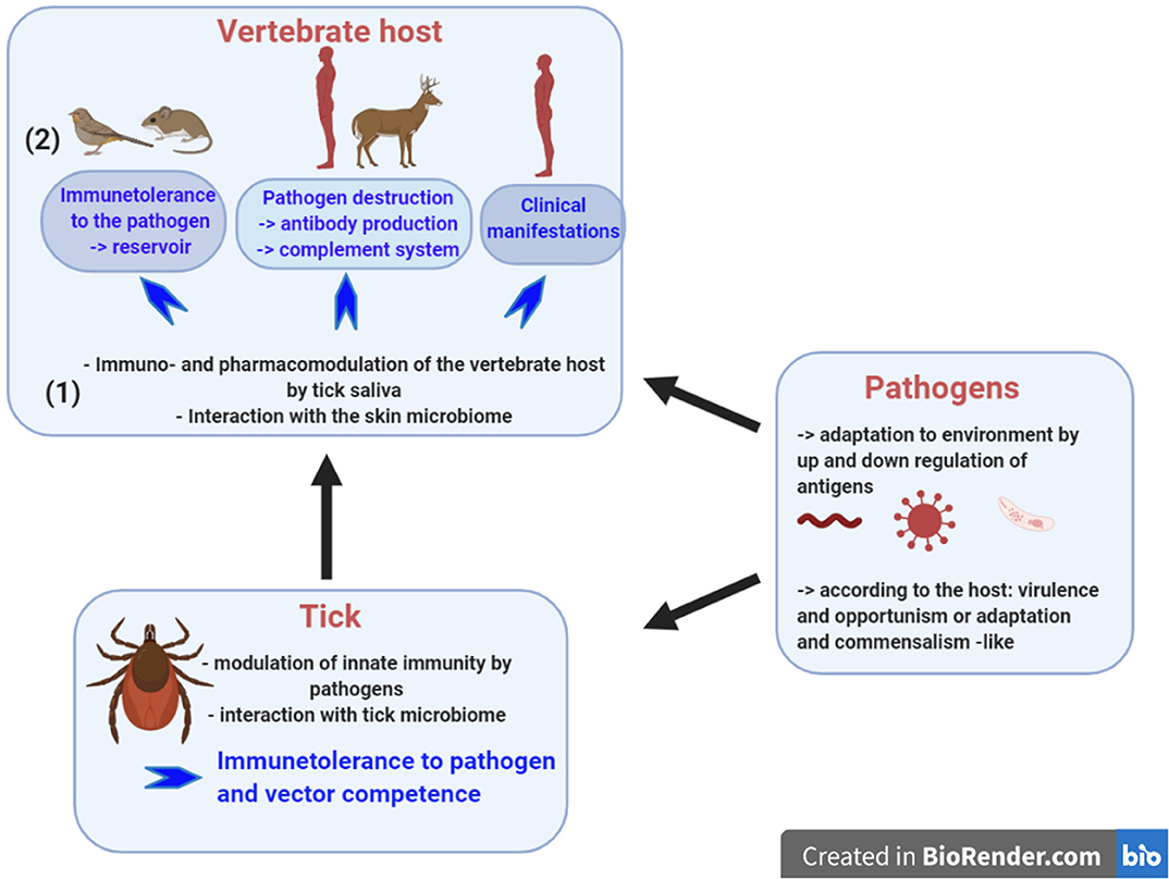 Frontiers Induced Transient Immune Tolerance in Ticks and Vertebrate
