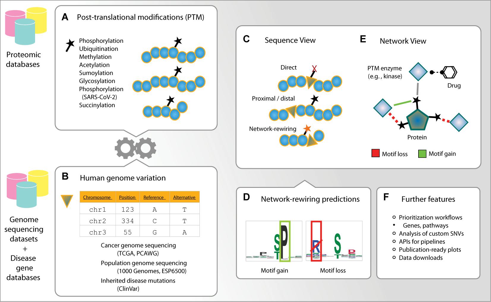 Frontiers ActiveDriverDB Interpreting Variation in Human and