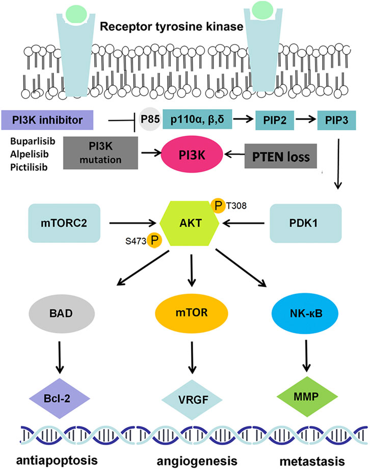 Frontiers Activation of PI3K/AKT/mTOR Pathway Causes Drug Resistance in Breast Cancer