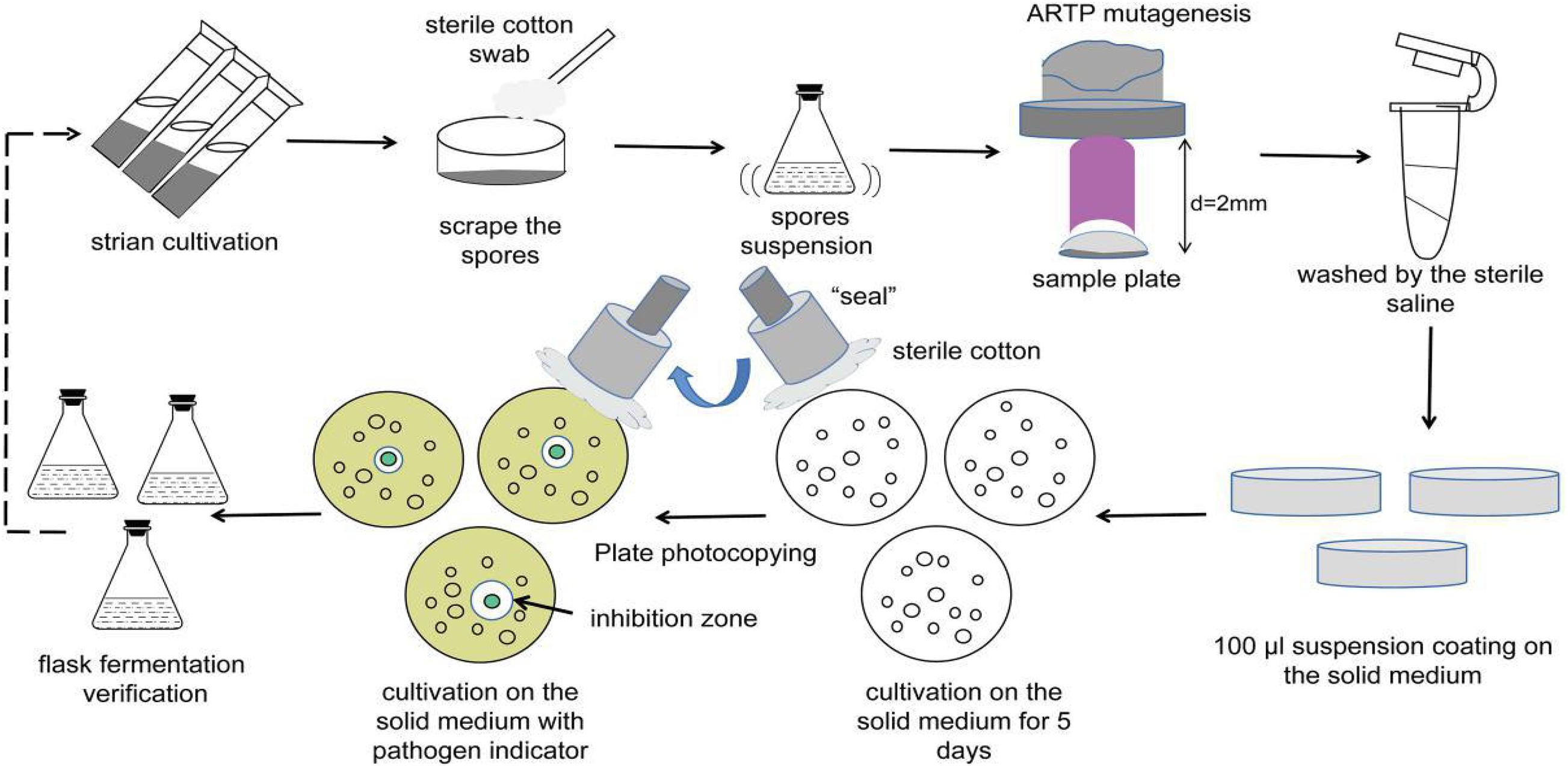 Frontiers Multiomics Comparative Analysis of Streptomyces Mutants