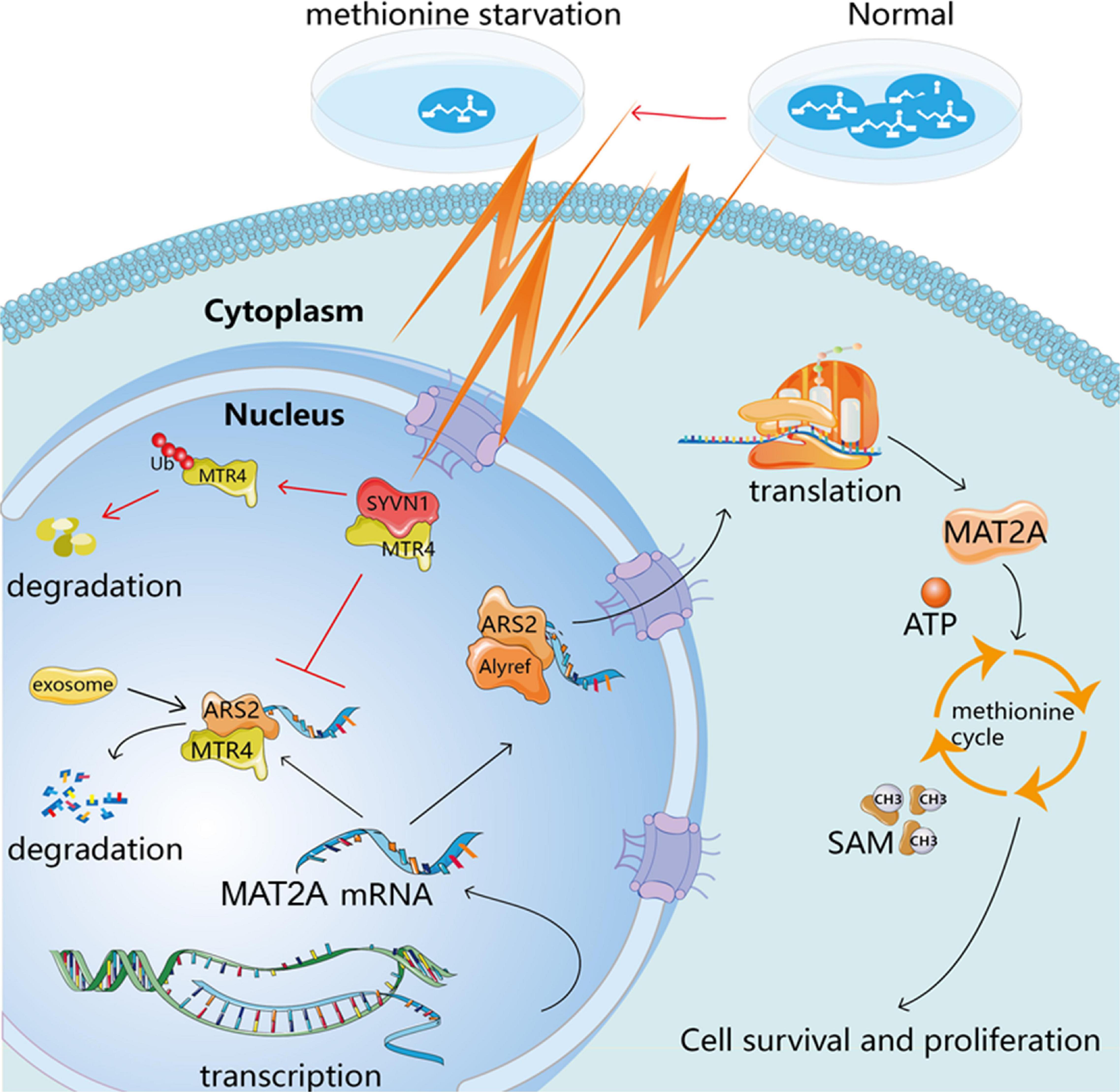 Frontiers SYVN1MTR4MAT2A Signaling Axis Regulates Methionine