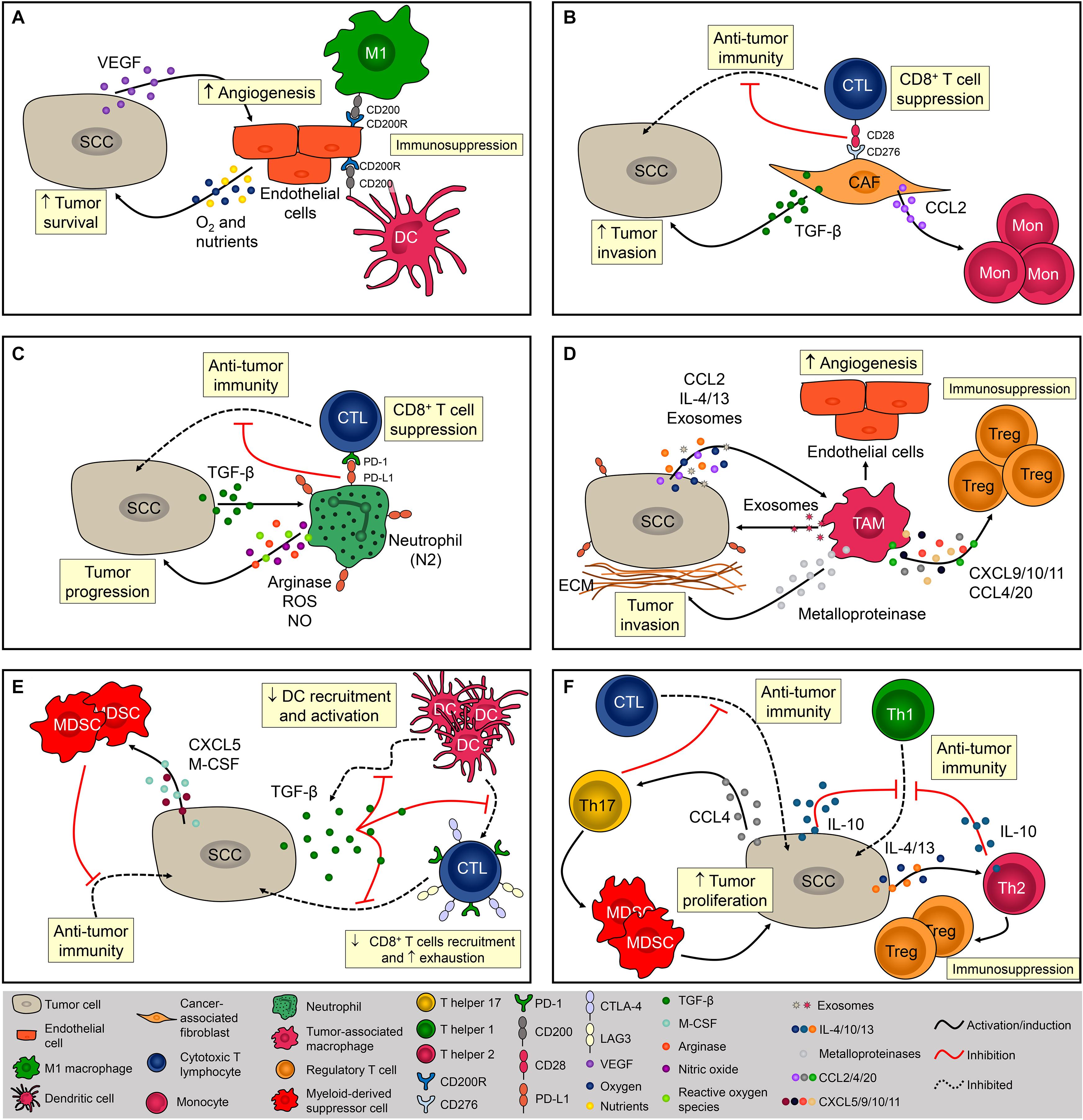 Frontiers The Tumor Microenvironment in SCC Mechanisms and