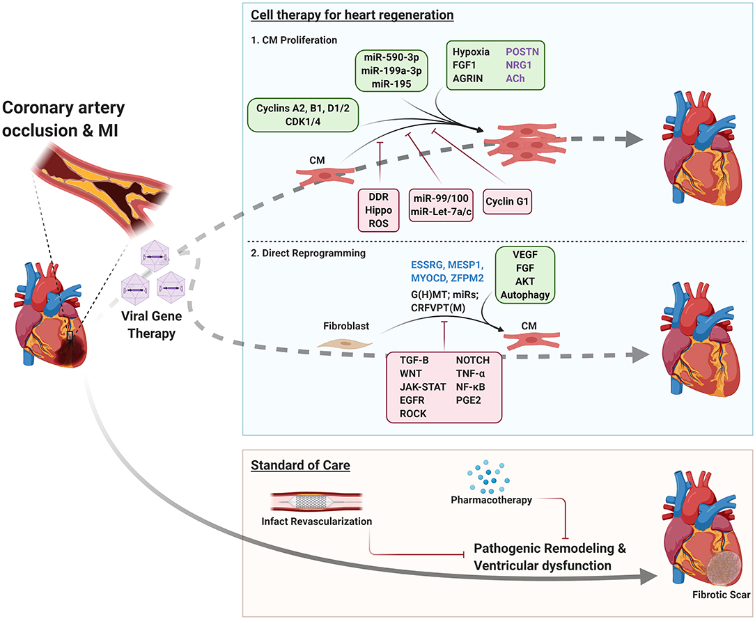 Frontiers Cardiac Regeneration New Insights Into the Frontier of