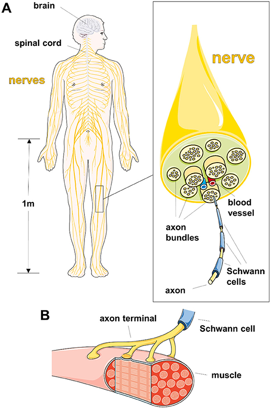 Axons in Trouble Yelp for Help From Schwann Cells · Frontiers for Young