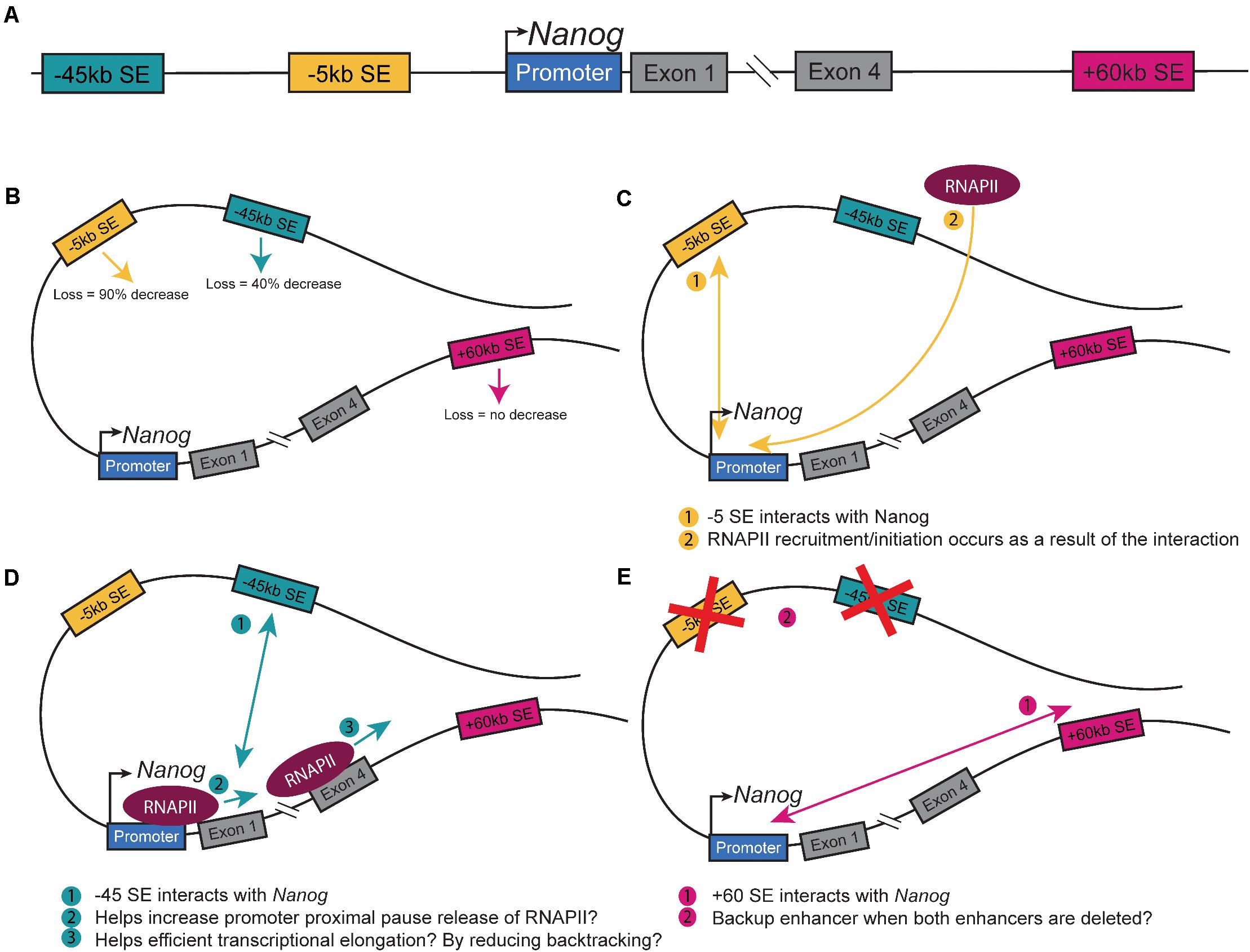 Frontiers SuperEnhancers and CTCF in Early Embryonic Cell Fate Decisions
