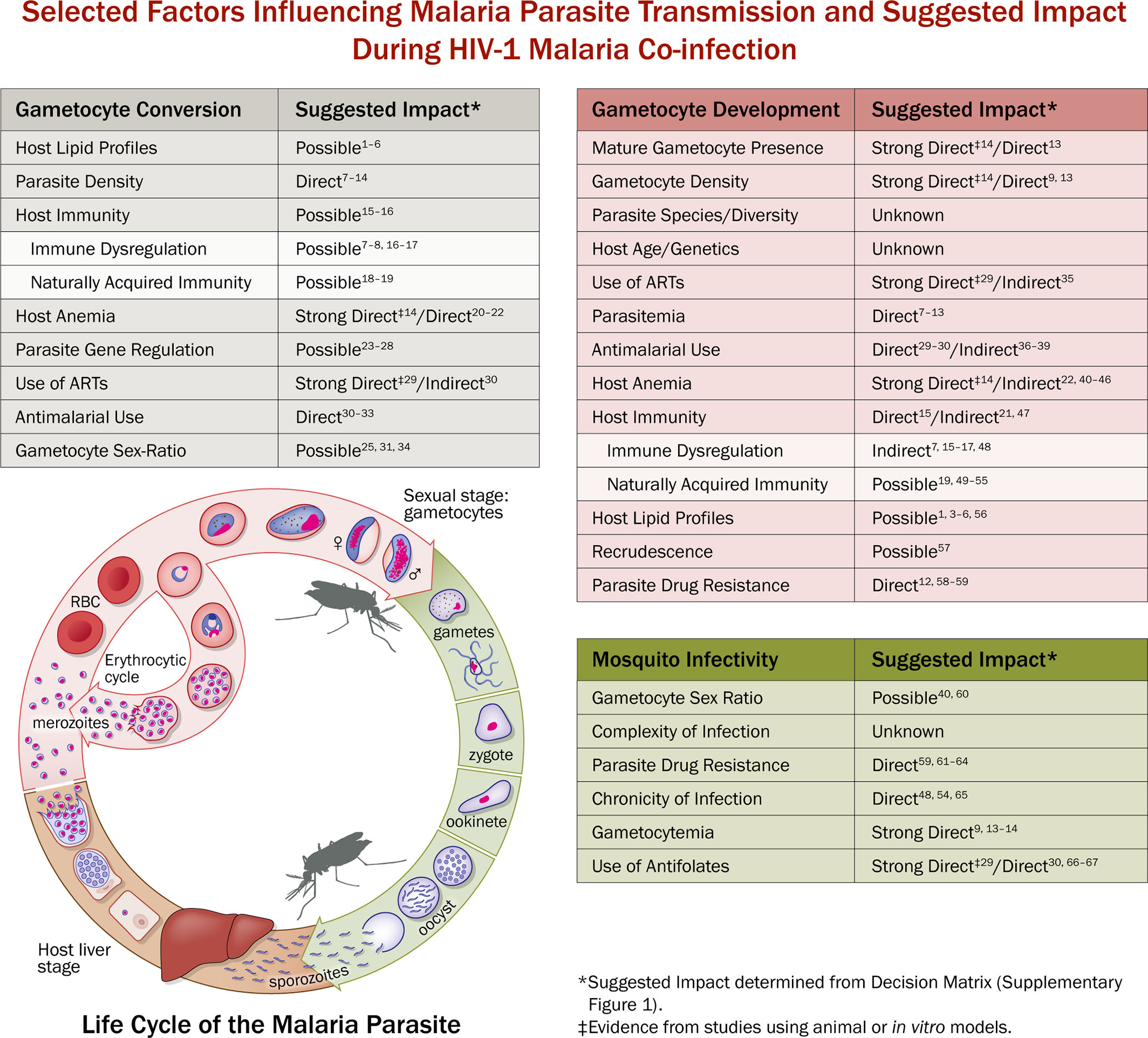 Frontiers HIV1 Impact on Malaria Transmission A Complex and