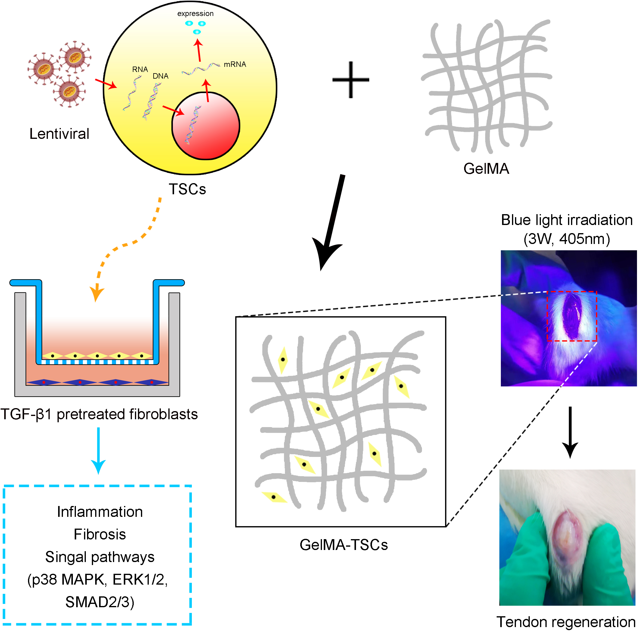Frontiers Potential Mechanisms of the Impact of Hepatocyte Growth