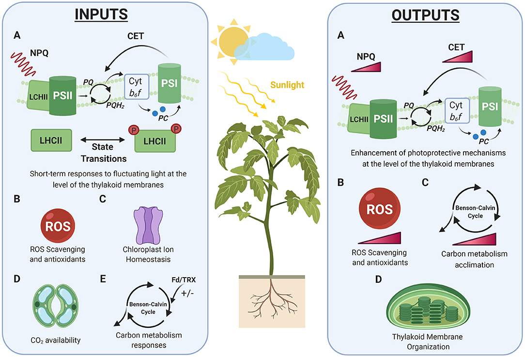 Frontiers A Holistic Approach to Study Photosynthetic Acclimation