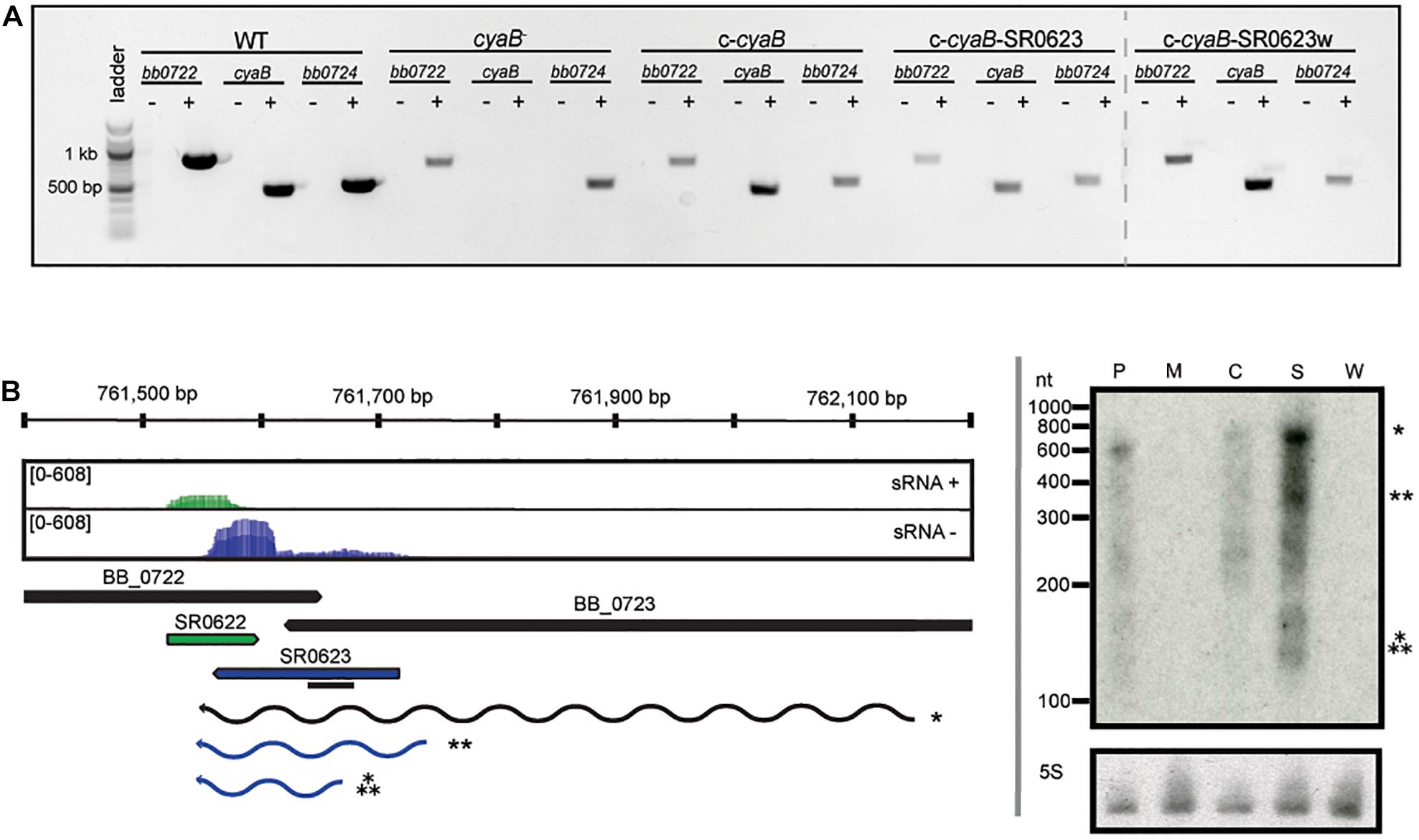 Frontiers The Borrelia burgdorferi Adenylate Cyclase, CyaB, Is