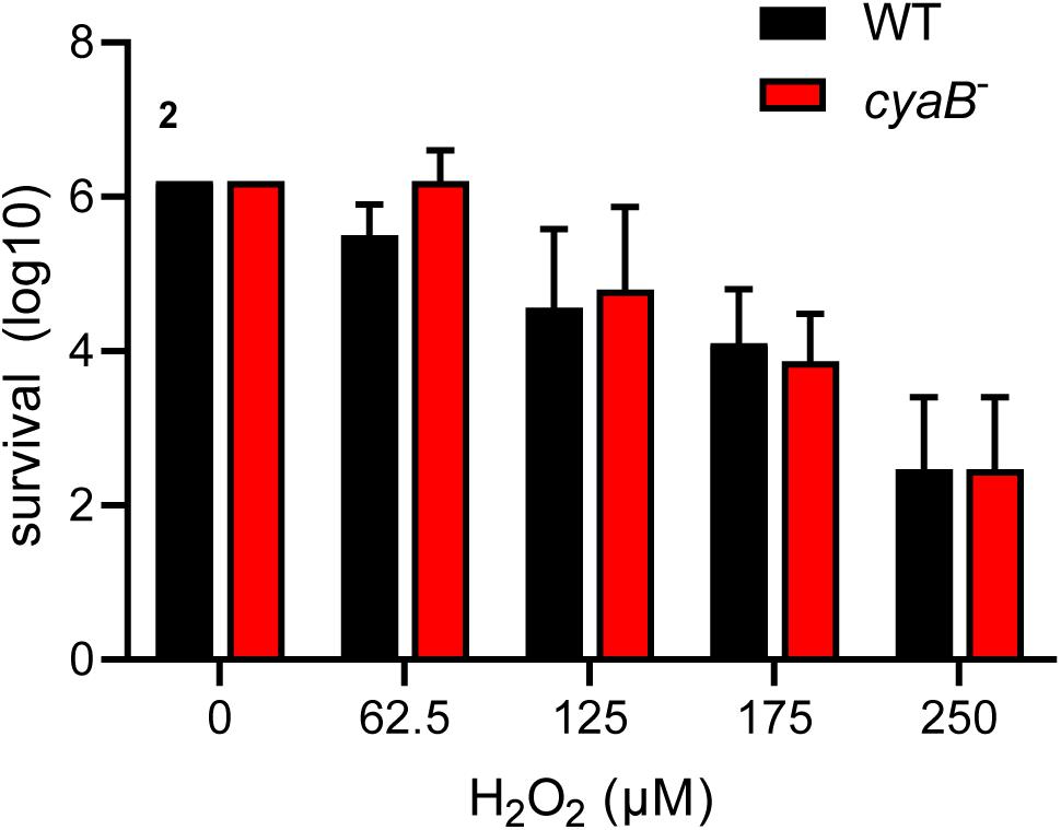 Frontiers The Borrelia burgdorferi Adenylate Cyclase, CyaB, Is