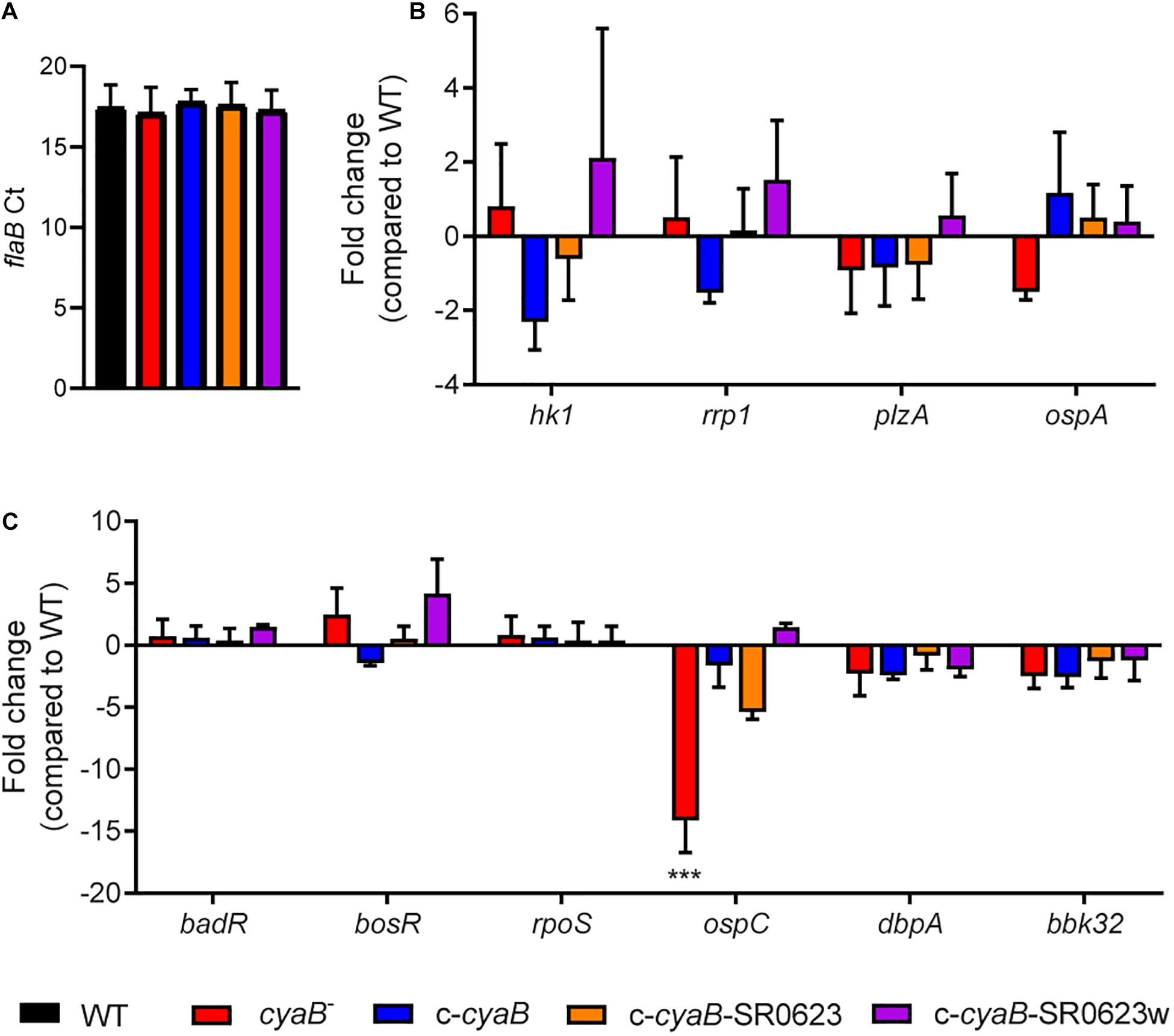 Frontiers The Borrelia burgdorferi Adenylate Cyclase, CyaB, Is