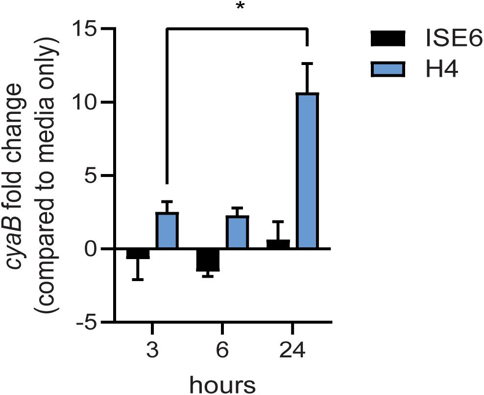 Frontiers The Borrelia burgdorferi Adenylate Cyclase, CyaB, Is