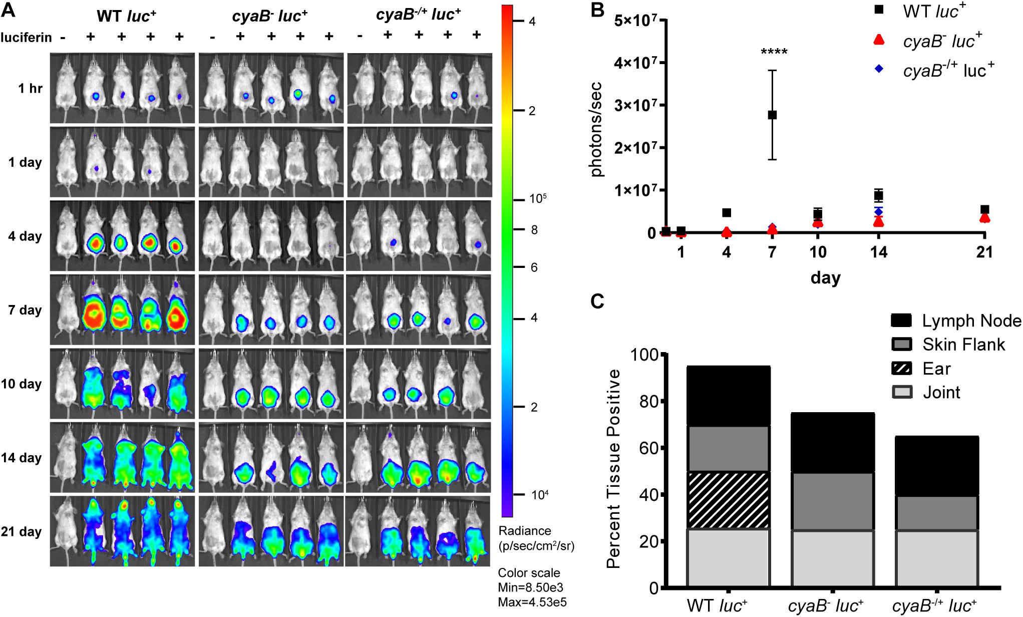 Frontiers The Borrelia burgdorferi Adenylate Cyclase, CyaB, Is