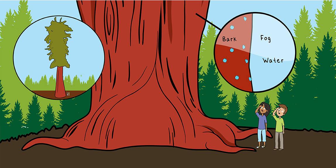 The World’S Tallest Trees Can “Drink” Fog! · Frontiers for Young Minds