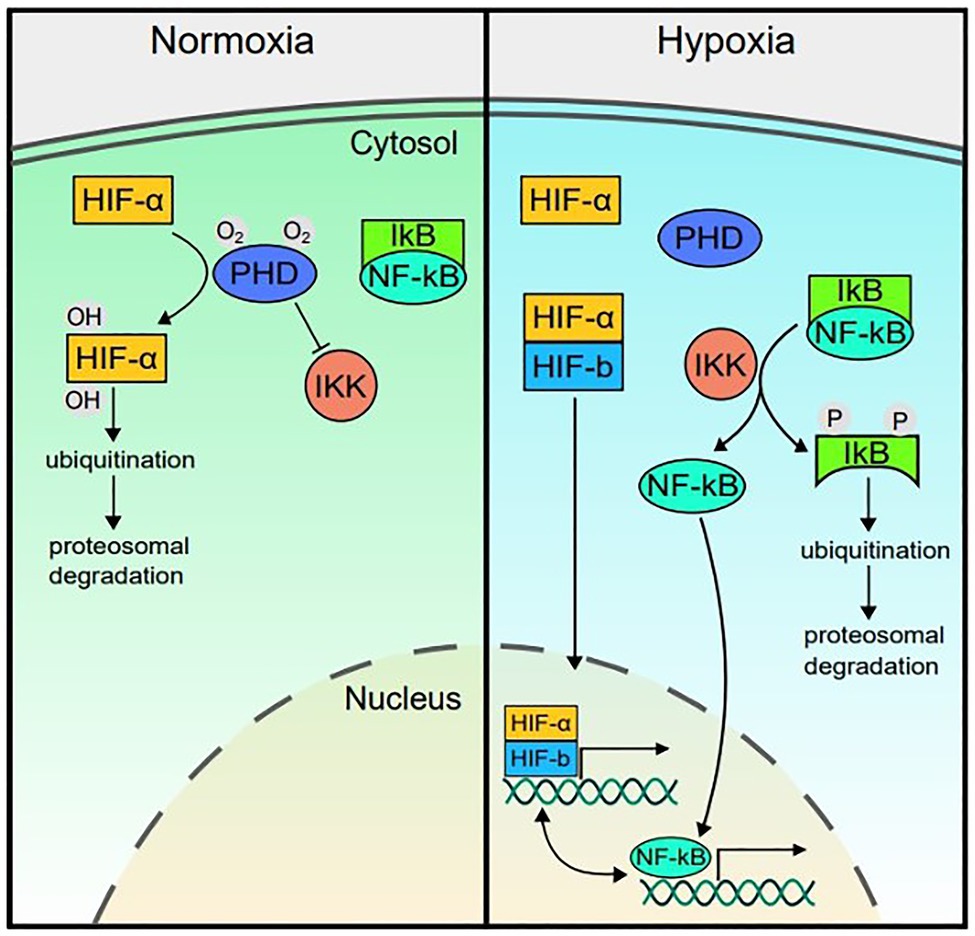 Frontiers Hypoxia and Inflammation Insights From HighAltitude