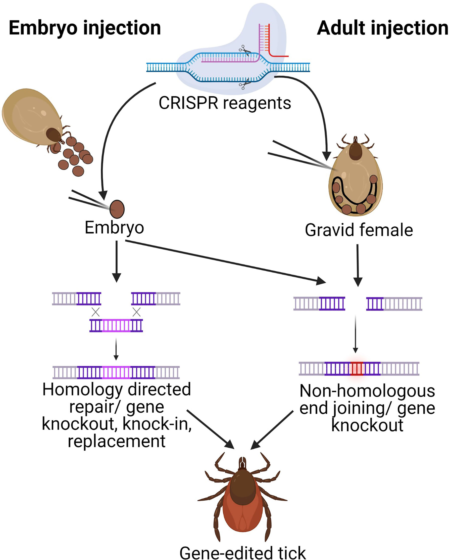 Frontiers Manipulation of Ticks A Paradigm Shift in Tick and