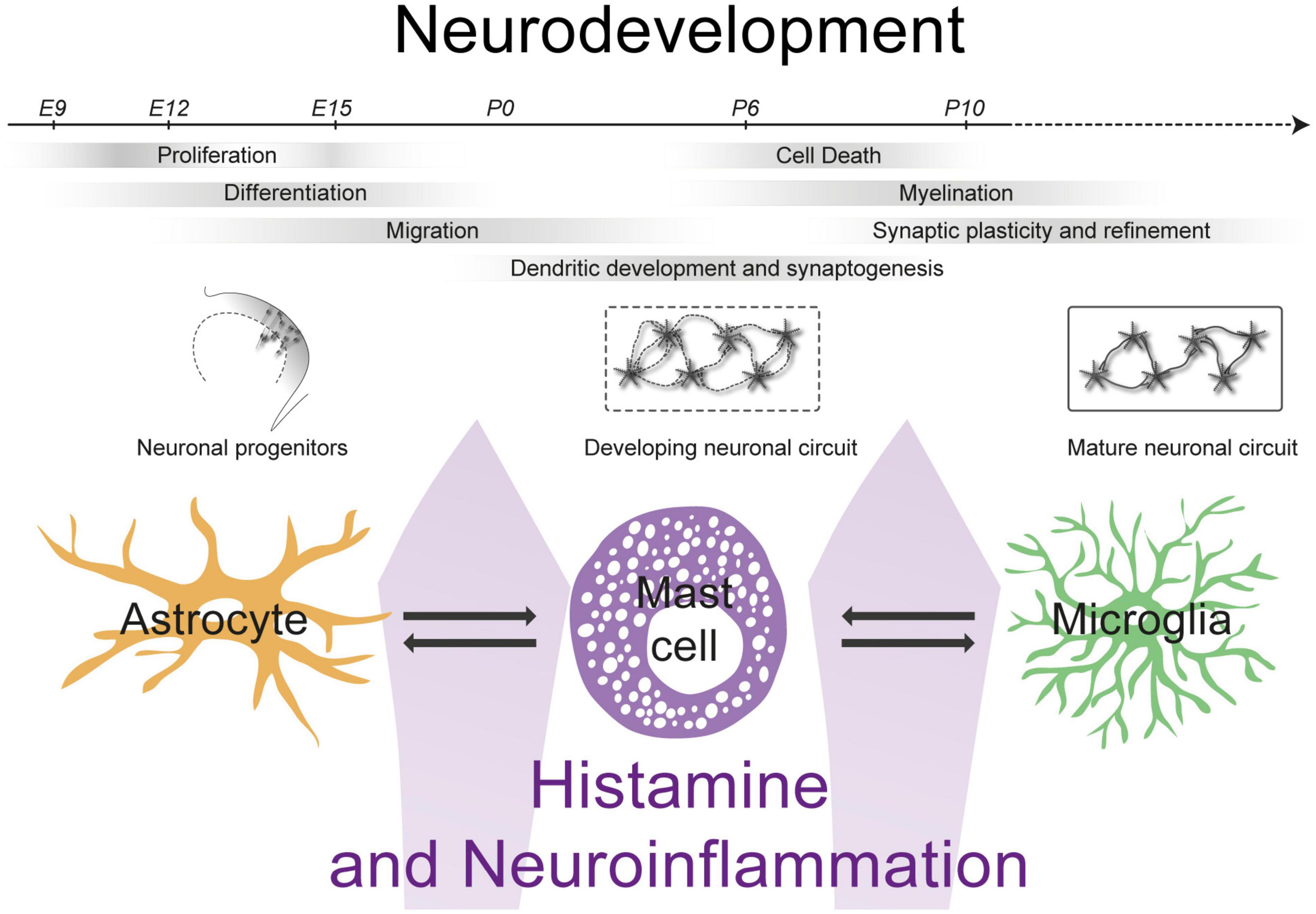 Frontiers Histamine, Neuroinflammation and Neurodevelopment A Review