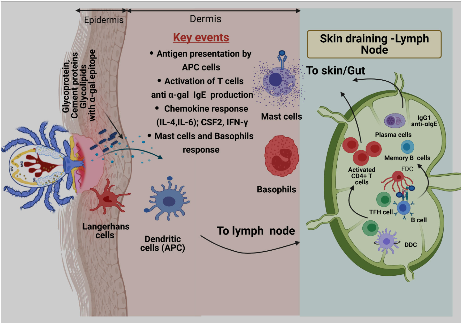 Frontiers Tick Saliva and the AlphaGal Syndrome Finding a Needle in