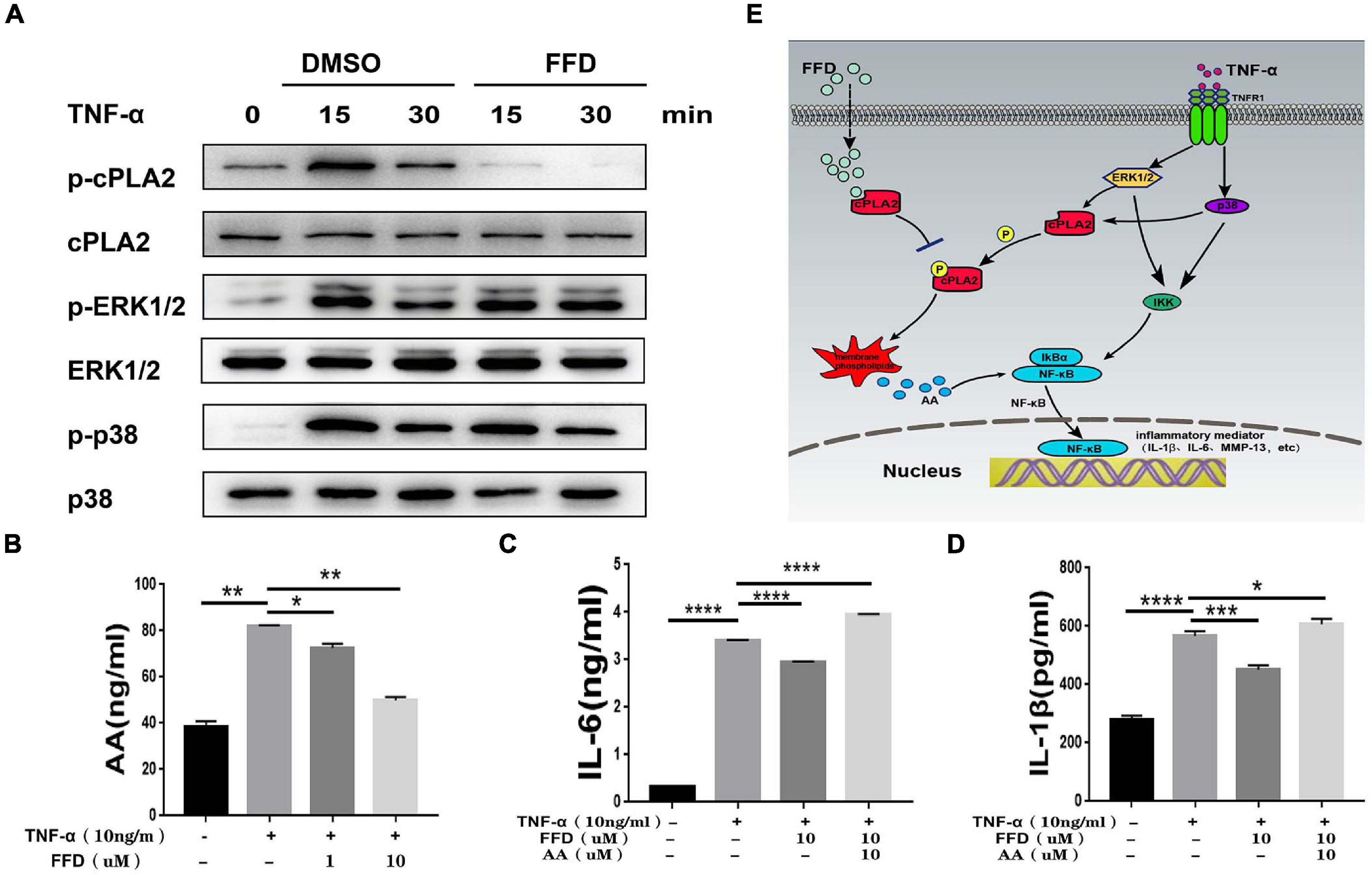 Frontiers Fexofenadine Protects Against Intervertebral Disc