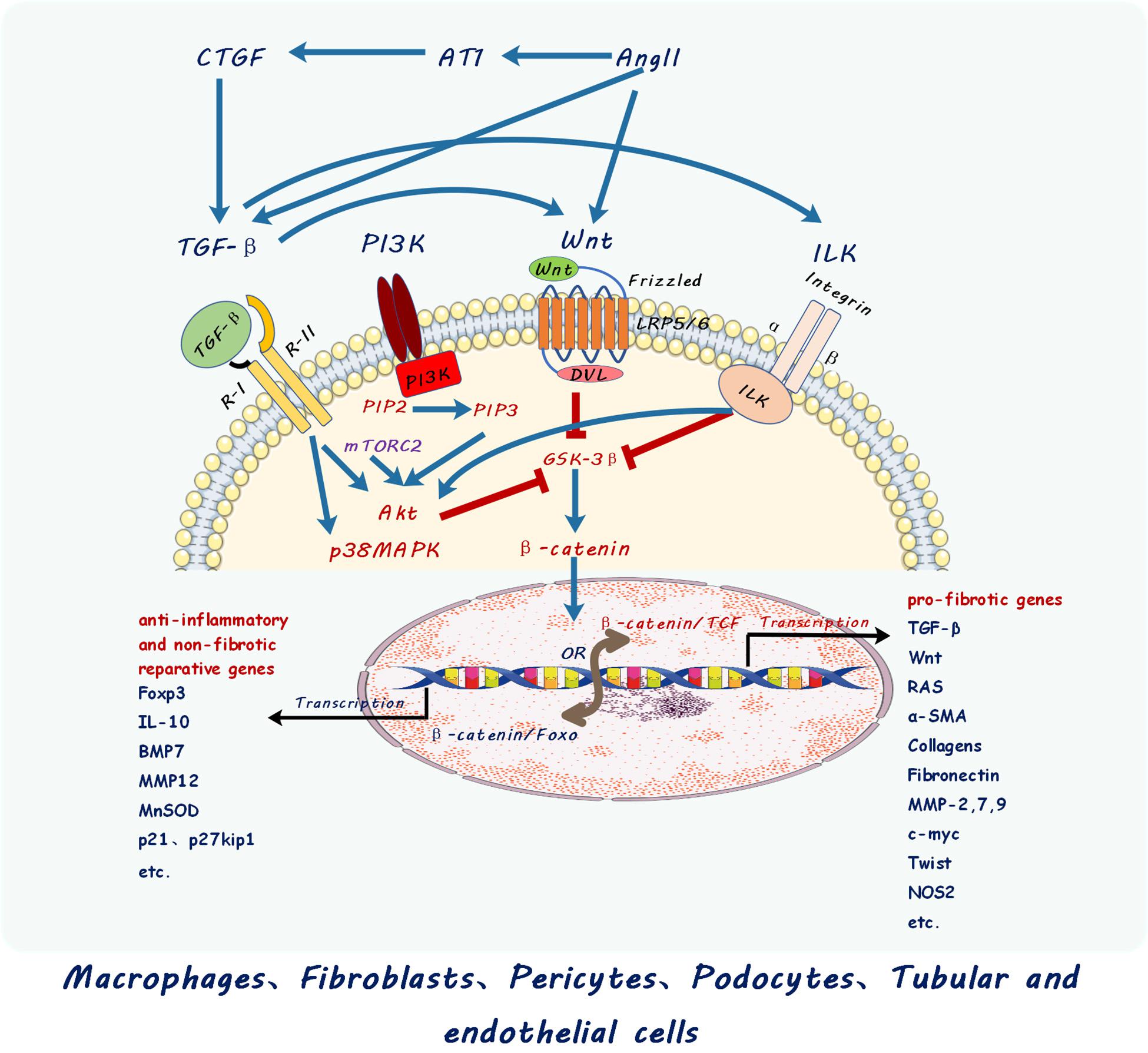 Frontiers The Role of Macrophages in Kidney Fibrosis Physiology