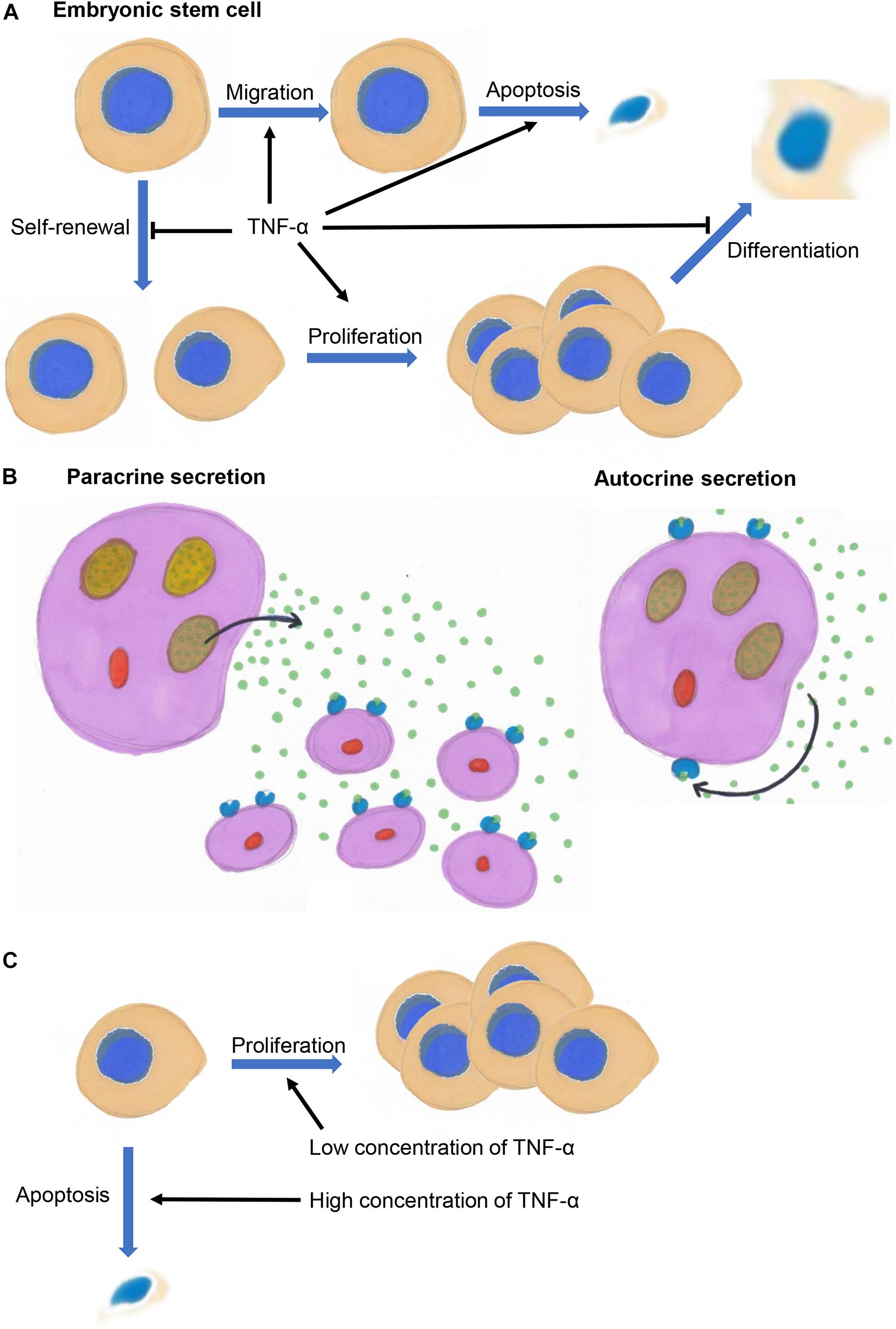 Frontiers Tumor Necrosis Factor Alpha Signaling and Organogenesis