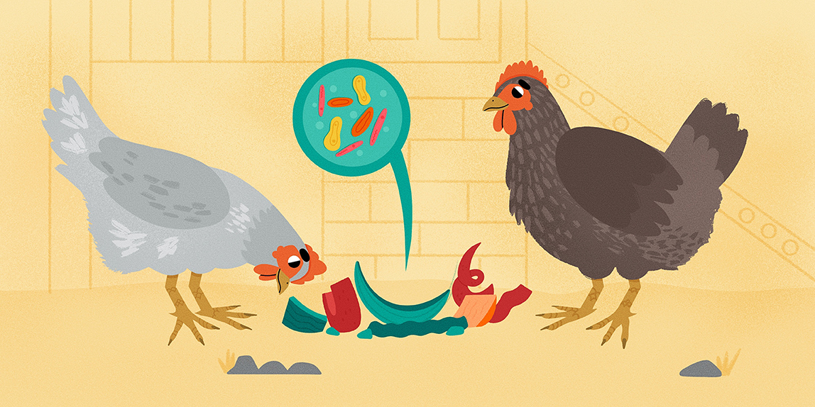 Growing Healthier Chickens by Feeding Their Gut Microbes · Frontiers