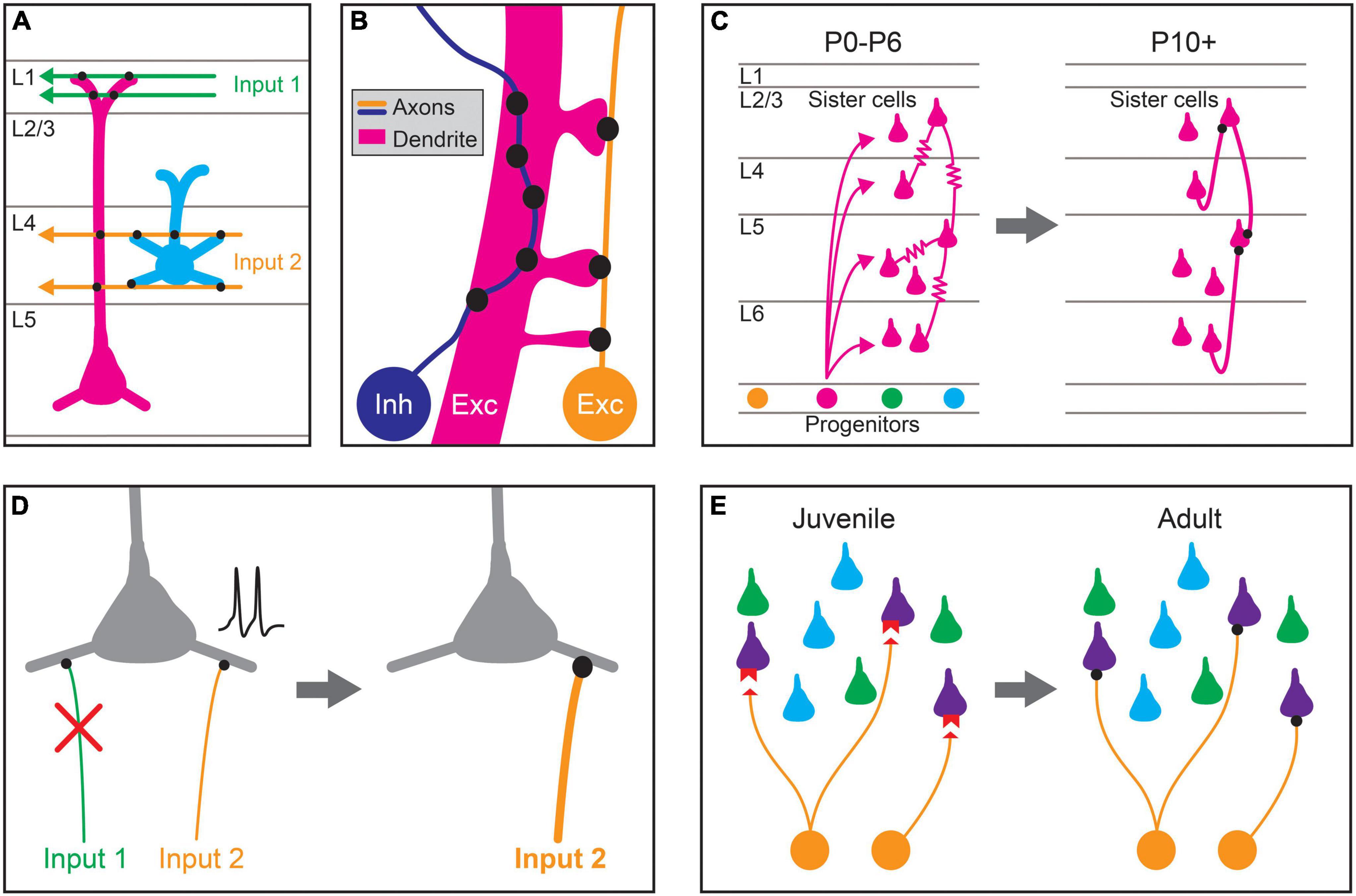 Frontiers | Mechanisms Underlying Target Selectivity for Cell Types and
