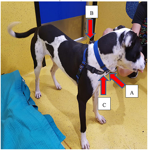 Frontiers Dog Pulling on the Leash Effects of Restraint by a Neck