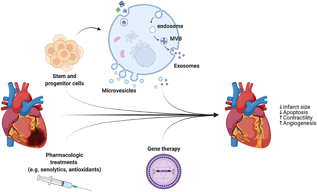 Frontiers Cardiomyocytes Cellular Phenotypes After Myocardial Infarction