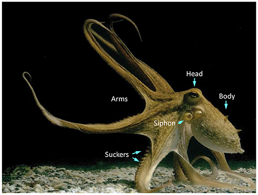 Octopus Nervous System Diagram