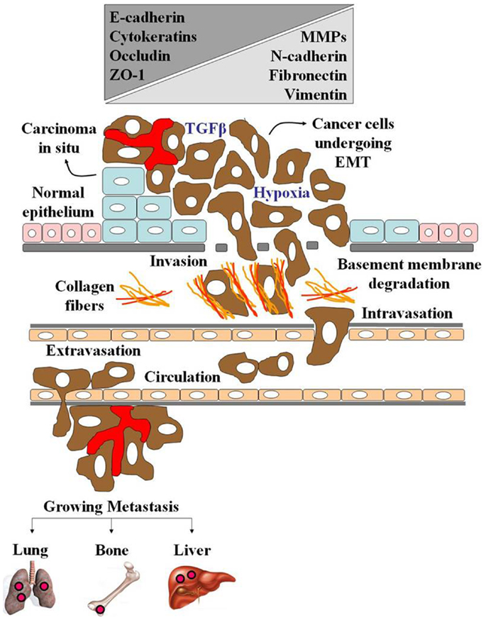Frontiers Sweet and Sour The Impact of Differential Glycosylation in