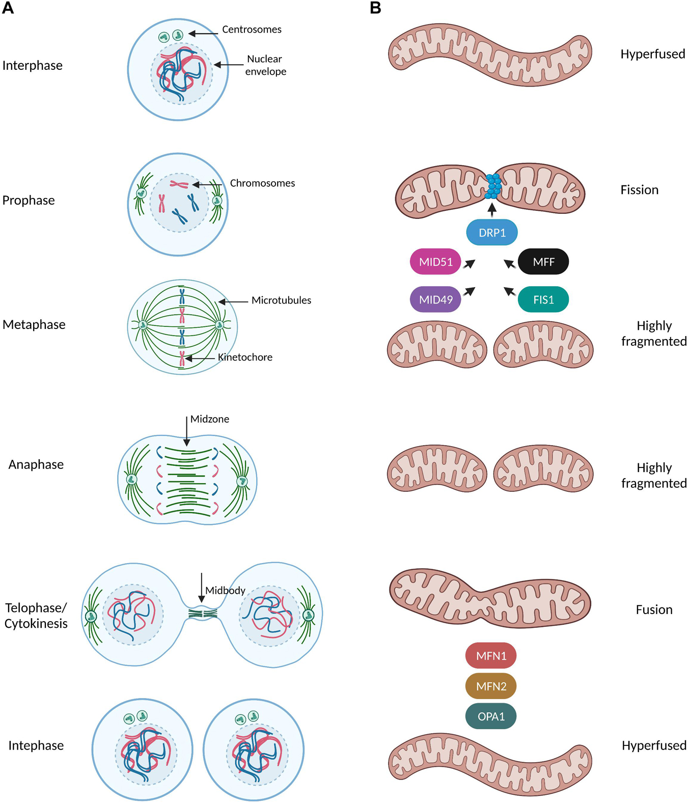 Frontiers | The Multifaceted Regulation Of Mitochondrial Dynamics During Mitosis
