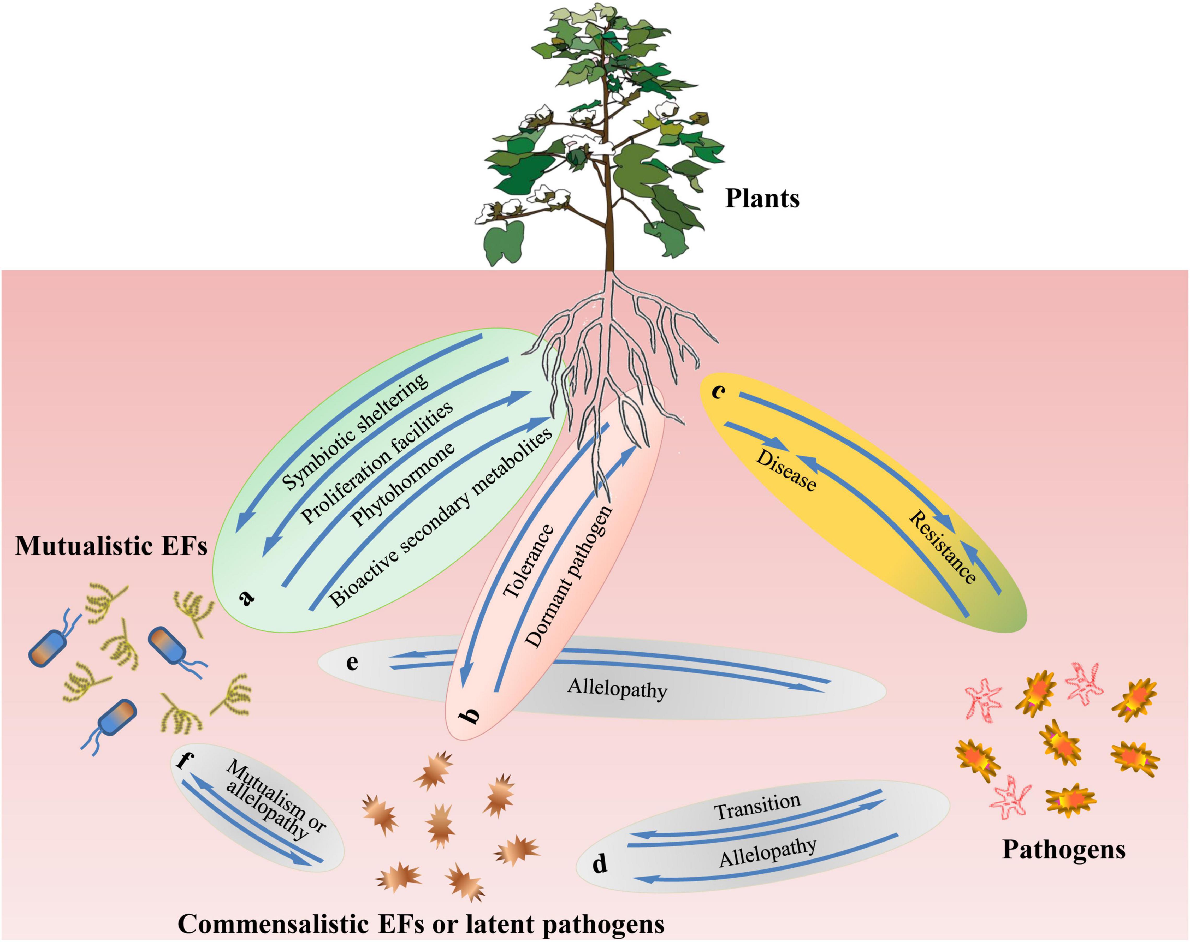 Frontiers Endophytic Fungi From Symbiosis to Secondary Metabolite