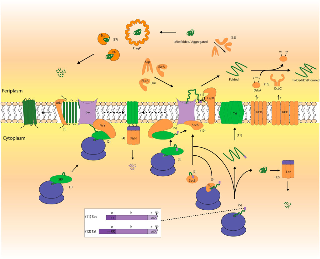 Frontiers Strategies to Enhance Periplasmic Protein Production Yields in