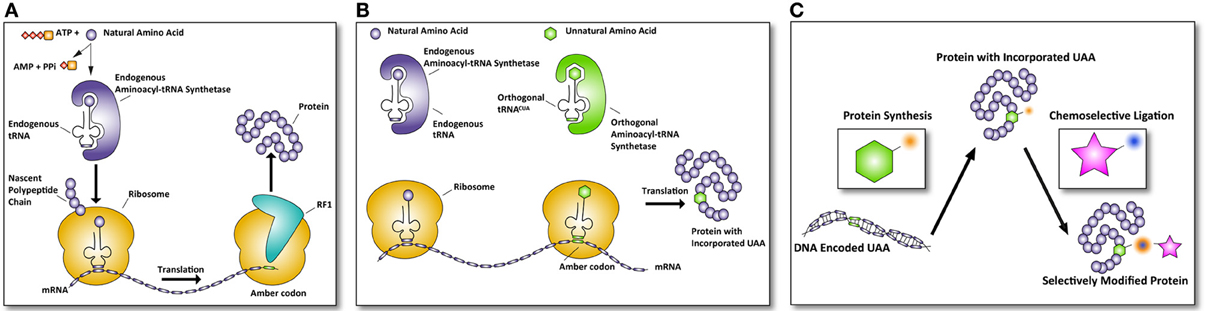 Frontiers Unnatural amino acid incorporation in E. coli current and