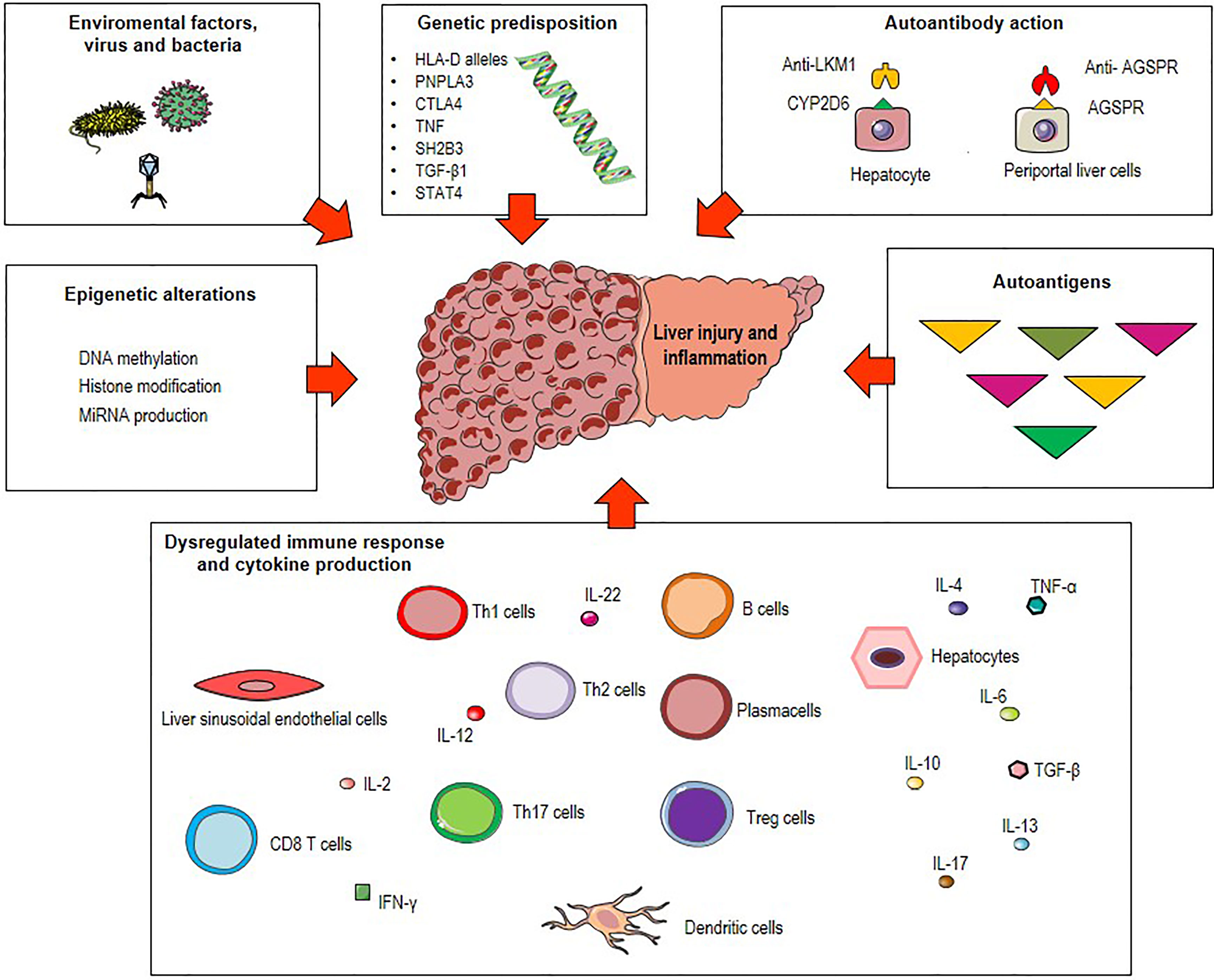 Frontiers Impact of Antigen Presentation Mechanisms on Immune