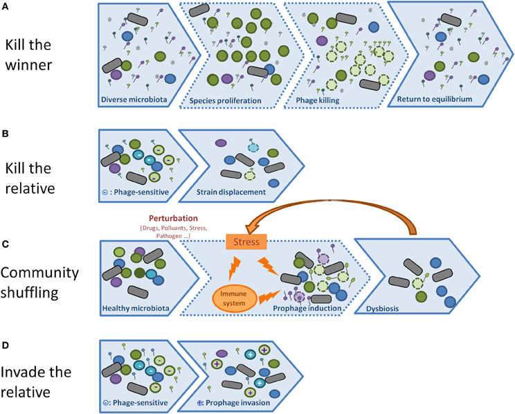 Frontiers Bacteriophages an underestimated role in human and animal
