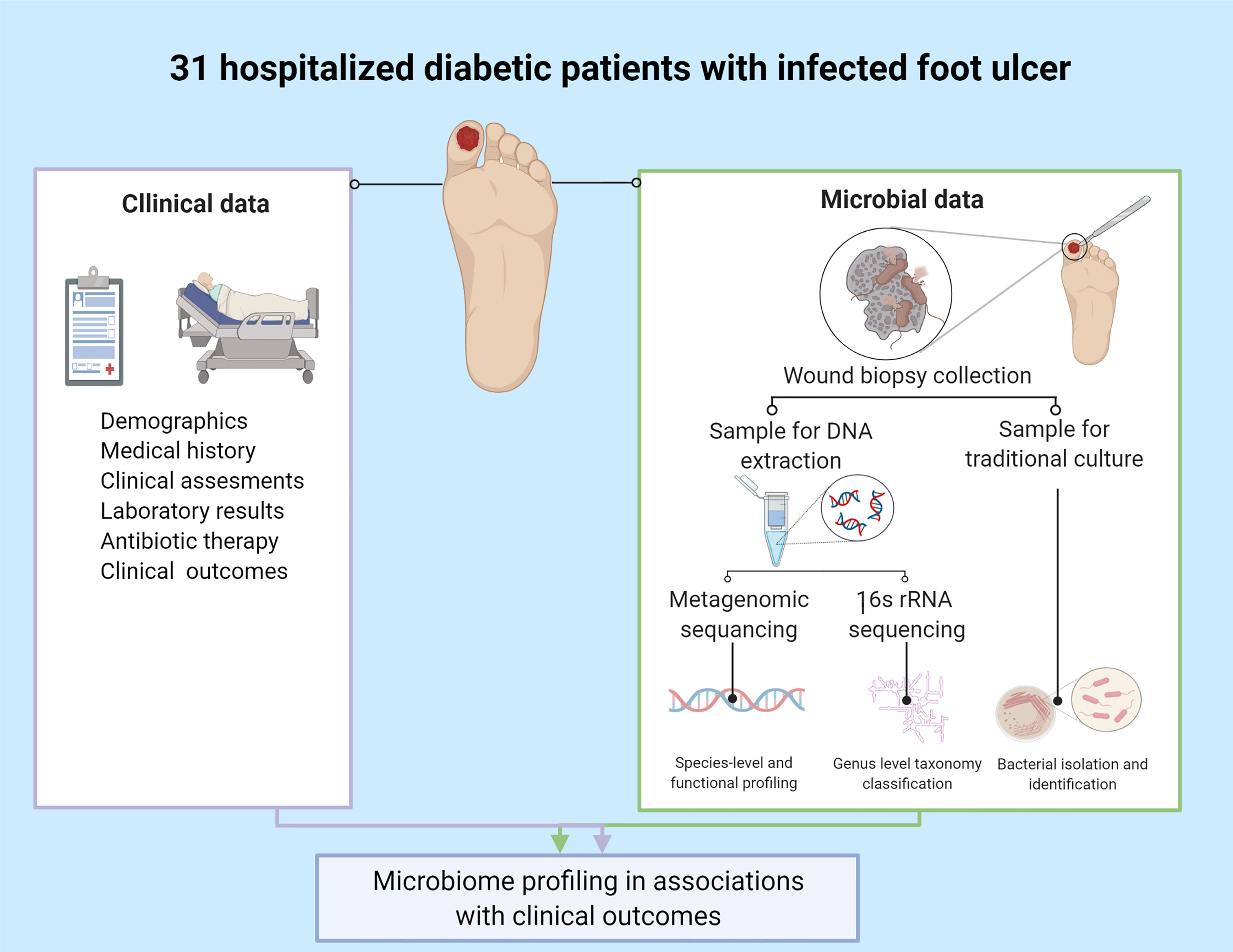 Frontiers Microbiome Characterization of Infected Diabetic Foot