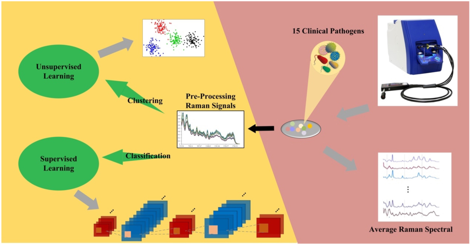 Frontiers Rapid Discrimination of Clinically Important Pathogens