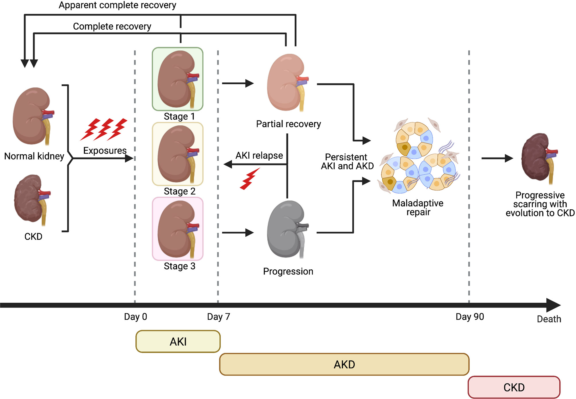 Frontiers Stem CellDerived Extracellular Vesicles as Potential