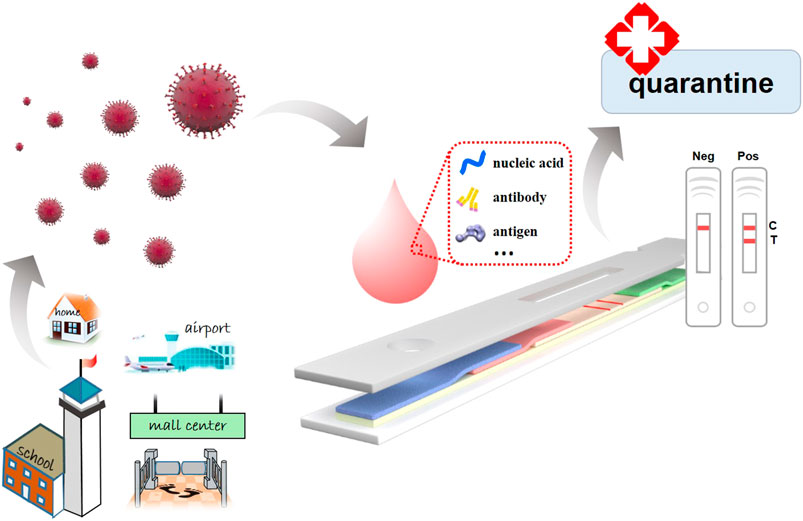 Frontiers Recent Progress on Rapid Lateral Flow AssayBased Early